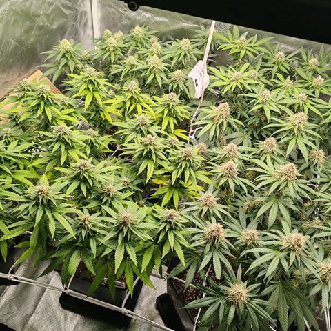 Blackberry Gum growlog timeline photo