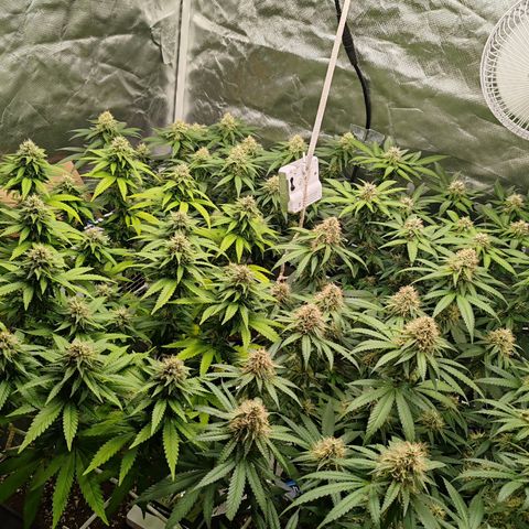 Blackberry Gum growlog timeline photo