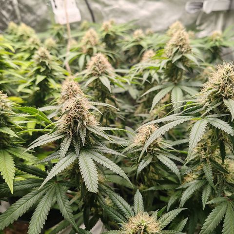 Blackberry Gum growlog timeline photo