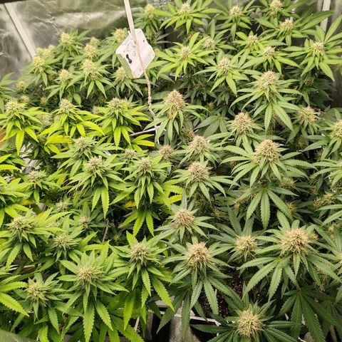 Blackberry Gum growlog timeline photo
