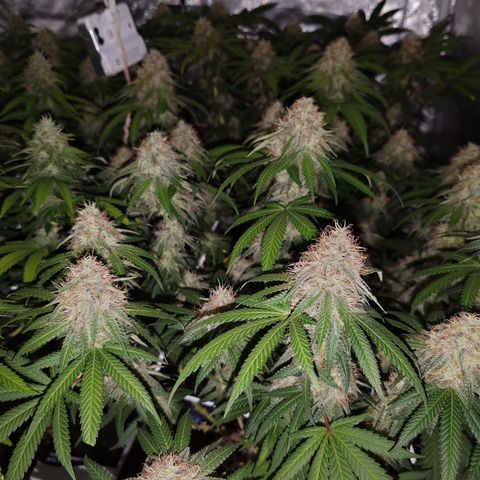 Blackberry Gum growlog photo: Semana 6