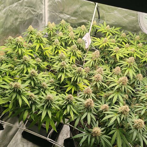 Blackberry Gum growlog photo: Semana 6