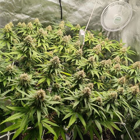 Blackberry Gum growlog photo: Semana 6