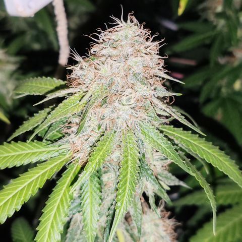 Blackberry Gum growlog photo: Semana 6