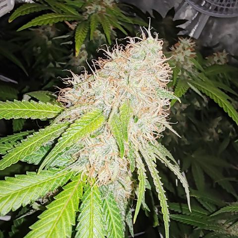 Blackberry Gum growlog photo: Semana 6