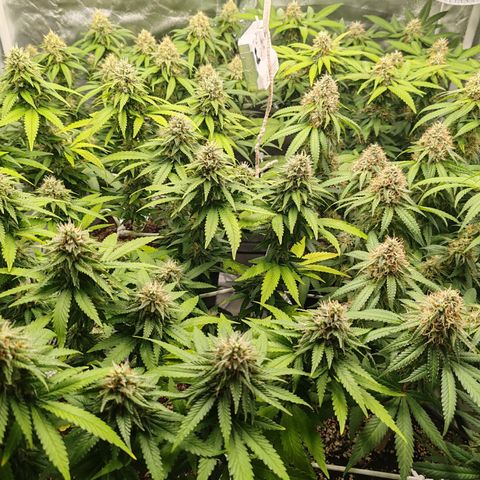 Blackberry Gum growlog photo: Semana 6