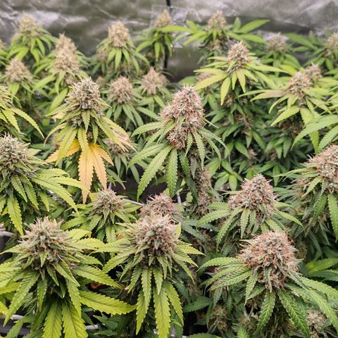 Blackberry Gum growlog photo: Semana 7