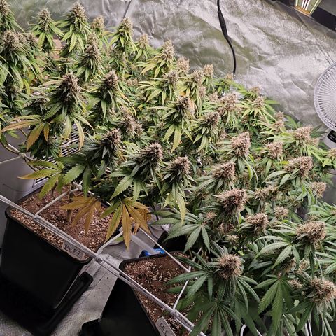 Blackberry Gum growlog photo: Semana 7