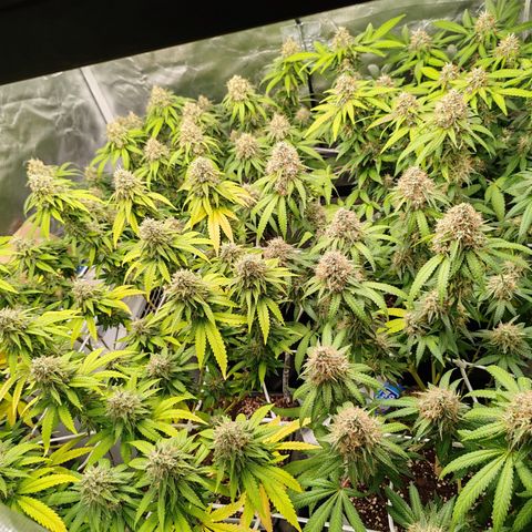 Blackberry Gum growlog photo: Semana 7