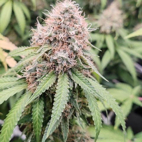 Blackberry Gum growlog photo: Semana 7