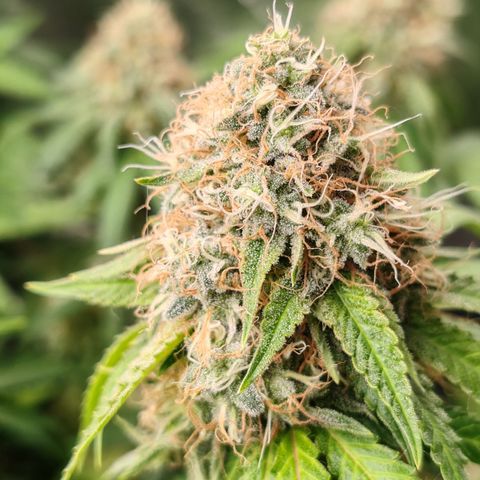 Blackberry Gum growlog photo: Semana 7