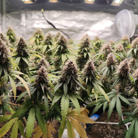 Blackberry Gum growlog photo: Semana 7