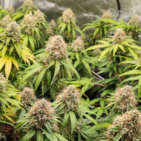 Blackberry Gum growlog photo: Semana 7