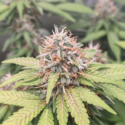 Blackberry Gum growlog photo: Banana Punch a granel, culminando la semana 8