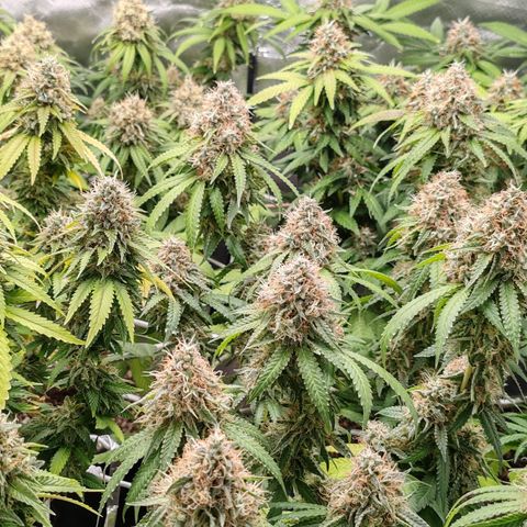 Blackberry Gum growlog photo: BlackBerry Gum de seedstocker, culminando semana 8
