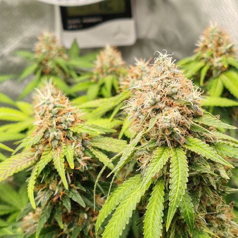 Blackberry Gum growlog timeline photo