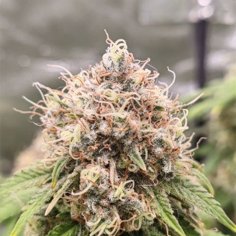 Blackberry Gum growlog timeline photo