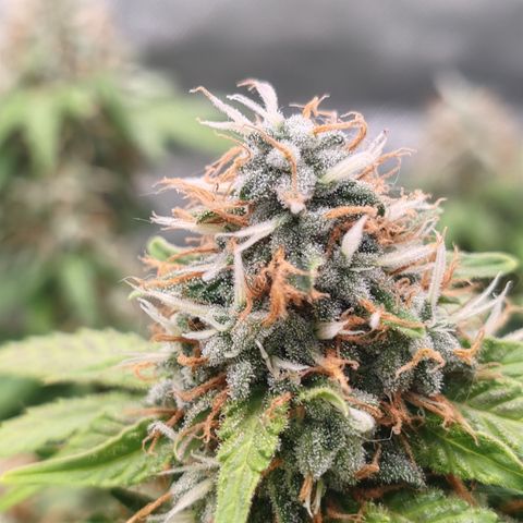 Blackberry Gum growlog timeline photo