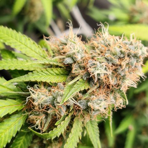 Blackberry Gum growlog timeline photo