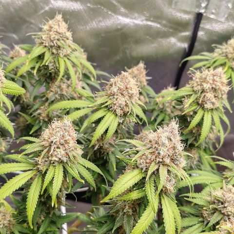 Blackberry Gum growlog timeline photo