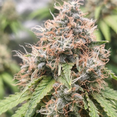 Blackberry Gum growlog timeline photo