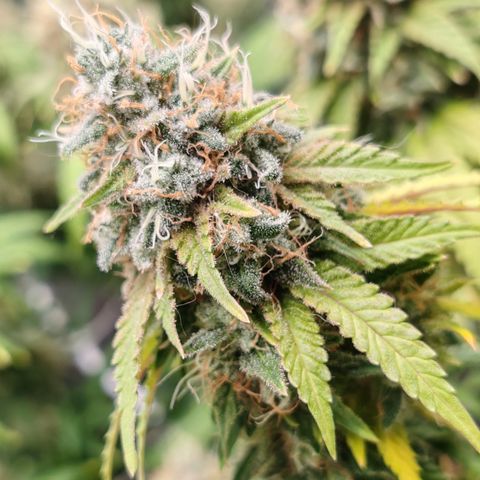Blackberry Gum growlog timeline photo
