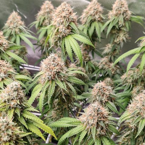 Blackberry Gum growlog timeline photo