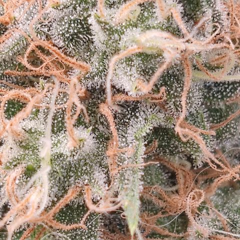 Blackberry Gum growlog timeline photo