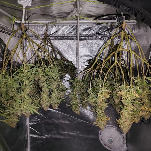 Blackberry Gum growlog timeline photo