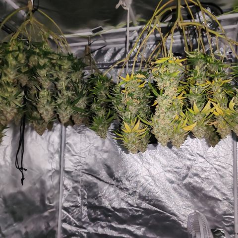 Blackberry Gum growlog timeline photo