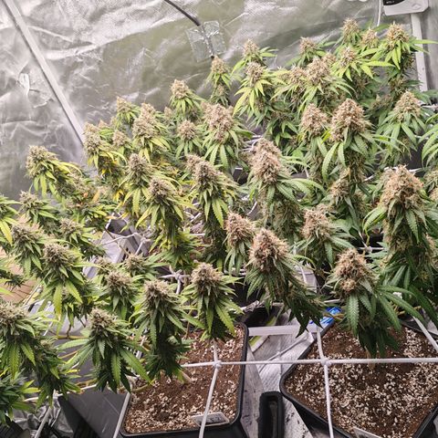 Blackberry Gum growlog timeline photo