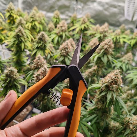 Blackberry Gum growlog timeline photo