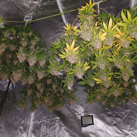Blackberry Gum growlog timeline photo