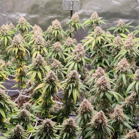 Blackberry Gum growlog timeline photo