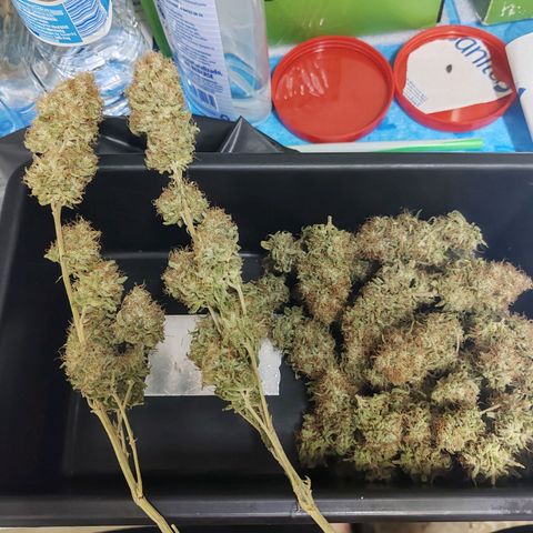 Blackberry Gum growlog photo: Flores manicuradas y pasadas a frascos para su curado de 1 mes 