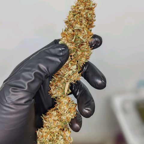 Blackberry Gum growlog photo: Flores manicuradas y pasadas a frascos para su curado de 1 mes 