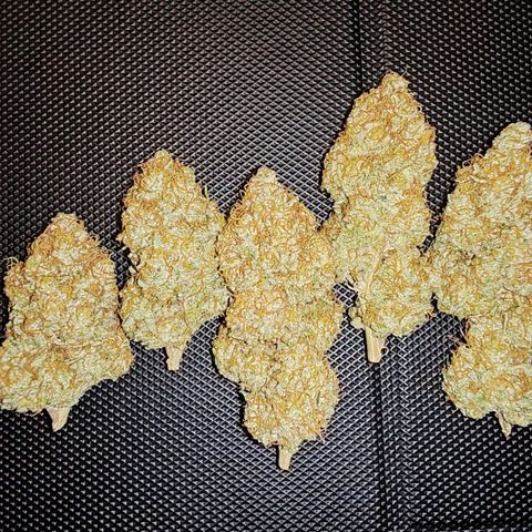 Blackberry Gum growlog timeline photo