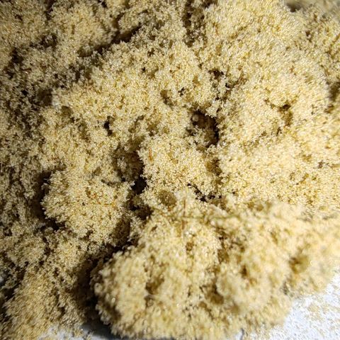 Blackberry Gum growlog timeline photo