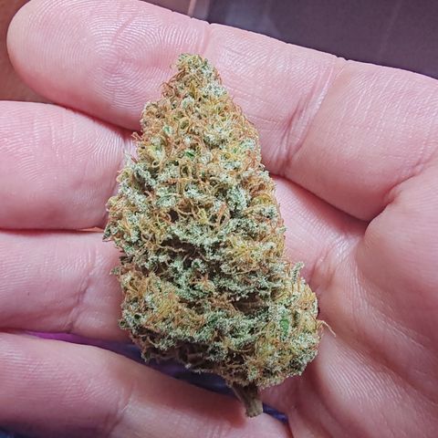 Blackberry Gum growlog timeline photo