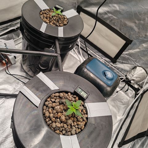 MOBY-D (JACK HERER X WHITE WHIDOW) growlog timeline photo