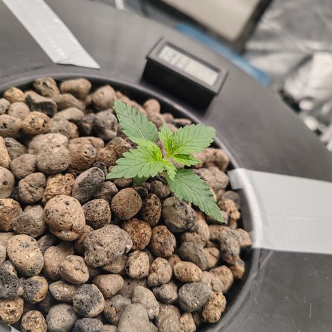 MOBY-D (JACK HERER X WHITE WHIDOW) growlog timeline photo