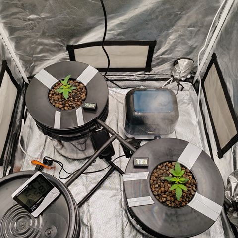 MOBY-D (JACK HERER X WHITE WHIDOW) growlog timeline photo