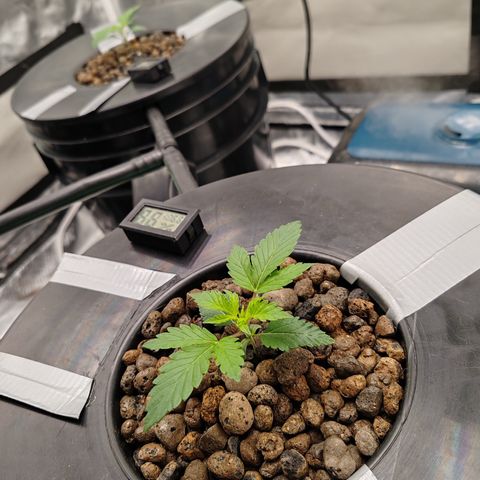 MOBY-D (JACK HERER X WHITE WHIDOW) growlog timeline photo