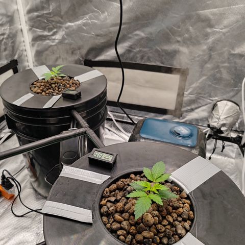 MOBY-D (JACK HERER X WHITE WHIDOW) growlog timeline photo