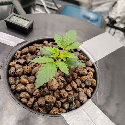 MOBY-D (JACK HERER X WHITE WHIDOW) growlog timeline photo