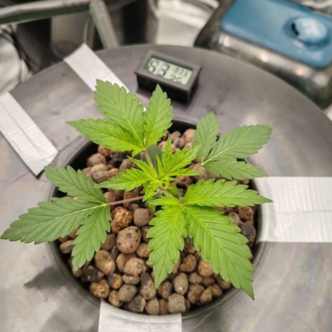 MOBY-D (JACK HERER X WHITE WHIDOW) growlog timeline photo