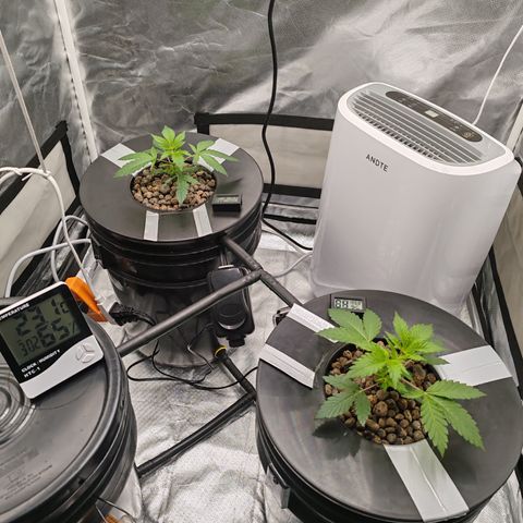 MOBY-D (JACK HERER X WHITE WHIDOW) growlog timeline photo