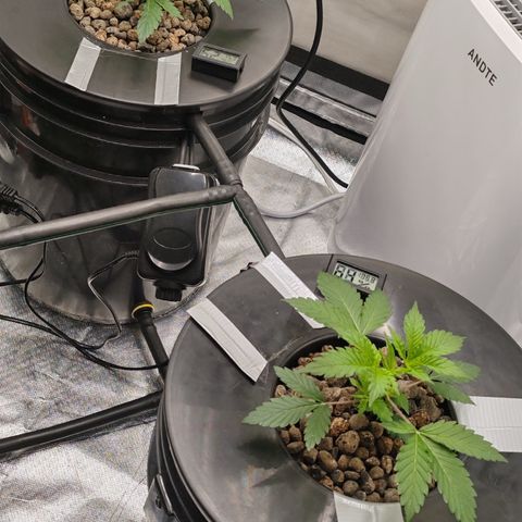 MOBY-D (JACK HERER X WHITE WHIDOW) growlog timeline photo