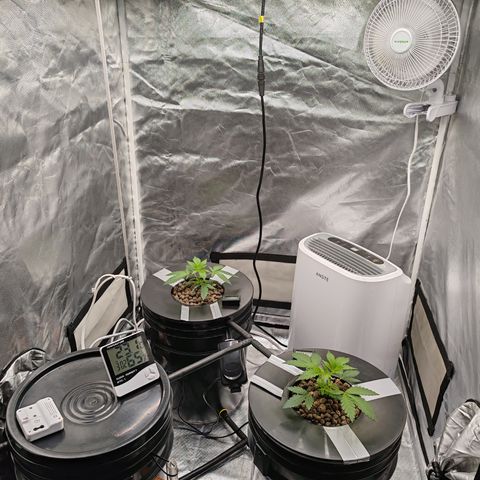 MOBY-D (JACK HERER X WHITE WHIDOW) growlog timeline photo
