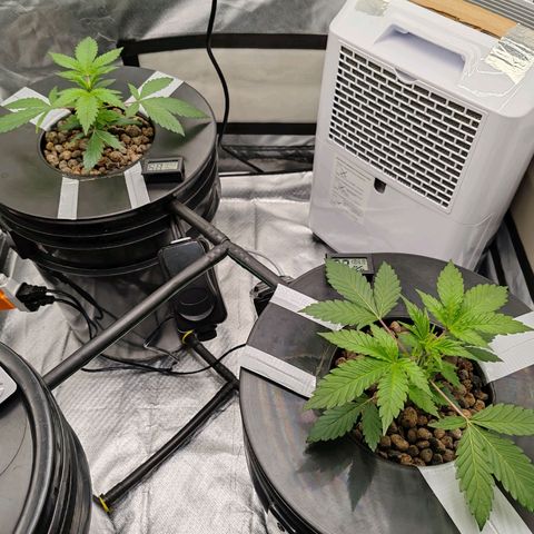 MOBY-D (JACK HERER X WHITE WHIDOW) growlog timeline photo